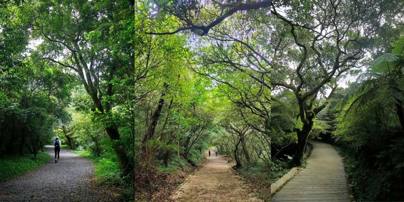 陽明山面天山向天山步道順應地勢選用適應材料打造生態友善自然步道，碎石步道（左圖）、自然步道（中圖）、刷毛步道（右圖）實景。（國家公園署提供）