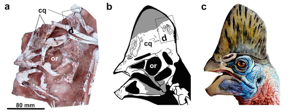 A (a) fossil, (b) drawing) and (c) illustration of the head crest on <i>Corythoraptor jacobsi</i>. <cite>Lu, J <i>et al</i>/Scientific Reports 2017</cite>