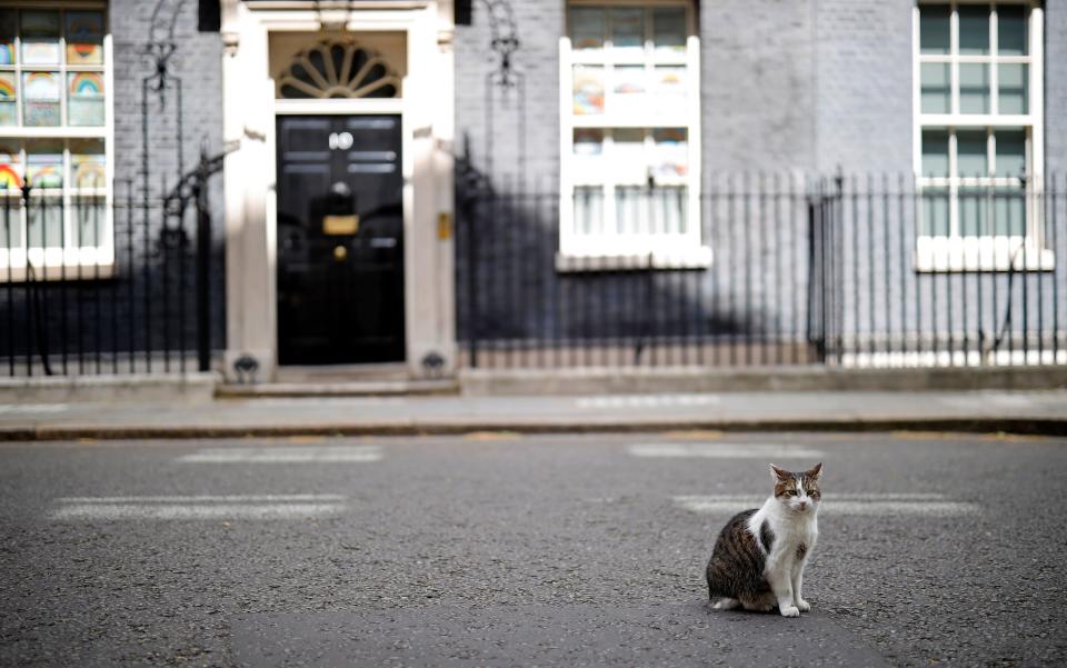 Larry, the 10 Downing Street cat, waits in the street outside number 10, the official residence of Britain's Prime Minister, in central London on May 12, 2020. - The British government on Monday published what it said was a 