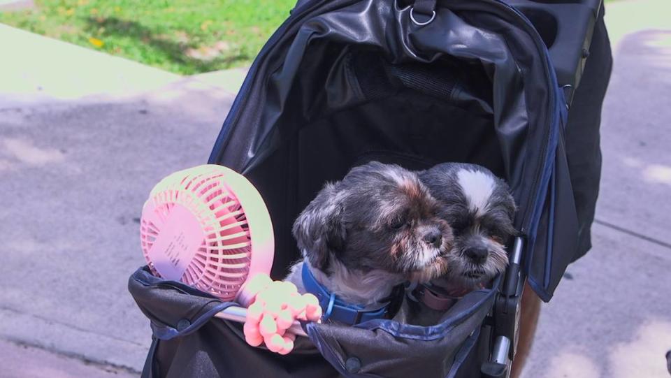 Dogs stay cool by sitting in a stroller with a fan at Margaret Pace Park.