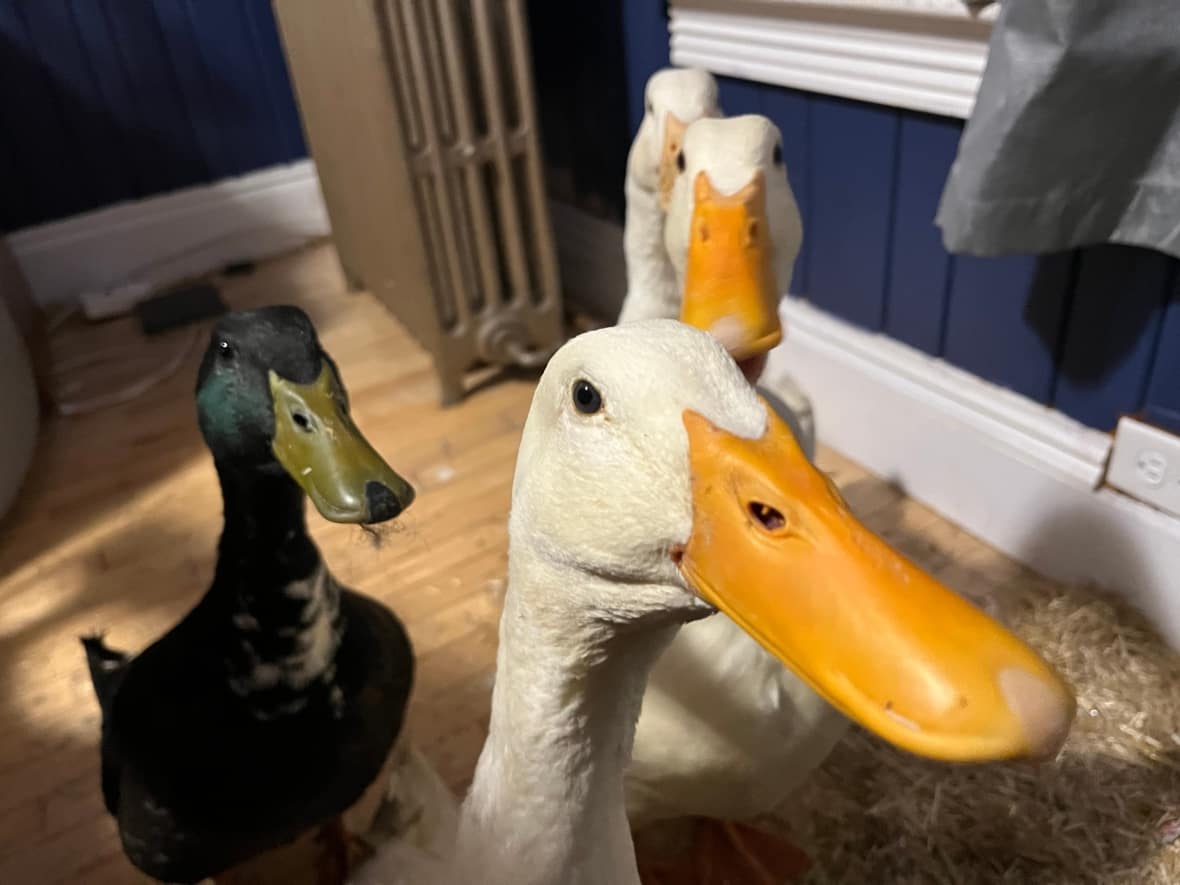 Fernando, Hoppy, Emo, and Ace sit by the heater in Hannah Butler's living room. (Hannah Butler - image credit)