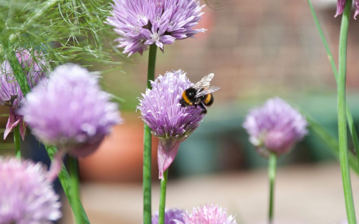 Bee on flower