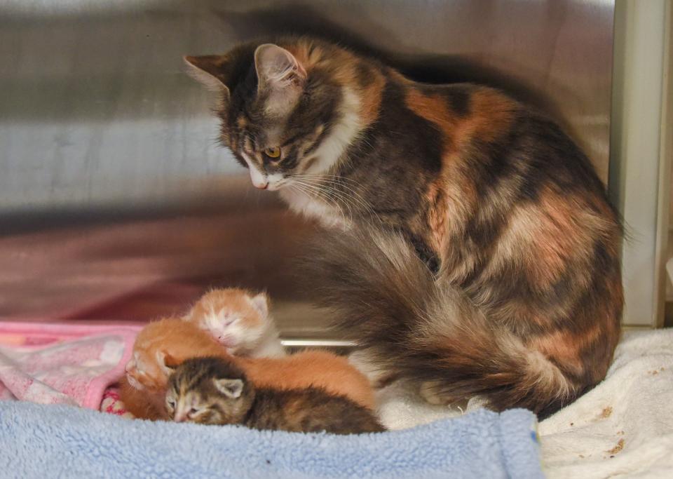 A mother cat looks after her three surviving kittens at Caring Fields Felines, a cat sanctuary in Palm City on Tuesday, April 9, 2024. Volunteers are needed to help the sanctuary with fostering kittens during the spring and summer months.