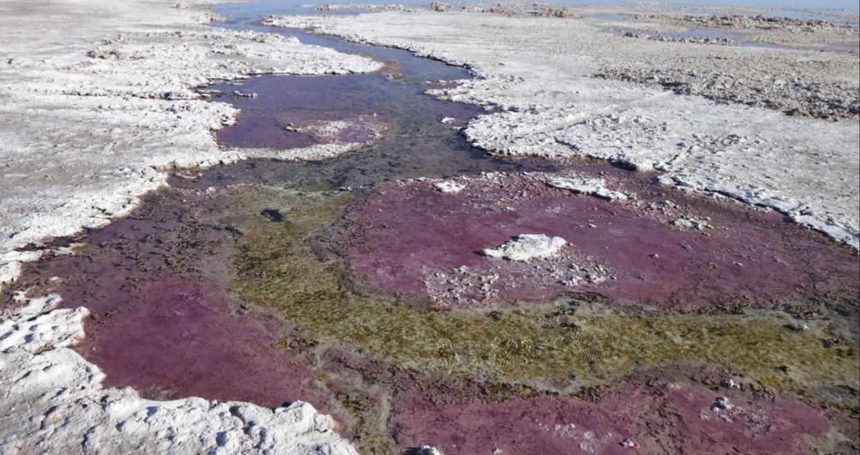 <span class="caption">Purple microbial mats offer clues to how ancient life functioned. </span> <span class="attribution"><a class="link " href="https://marinesciences.uconn.edu/person/pieter-visscher/" rel="nofollow noopener" target="_blank" data-ylk="slk:Pieter Visscher;elm:context_link;itc:0;sec:content-canvas">Pieter Visscher</a>, <a class="link " href="http://creativecommons.org/licenses/by-nd/4.0/" rel="nofollow noopener" target="_blank" data-ylk="slk:CC BY-ND;elm:context_link;itc:0;sec:content-canvas">CC BY-ND</a></span>