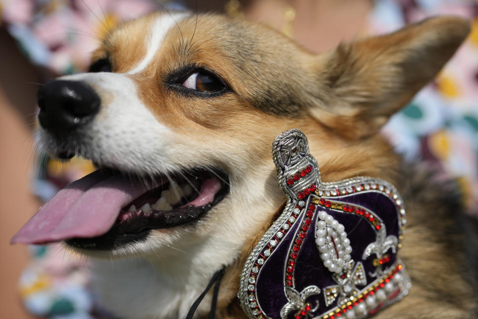 Maggi a Pembrokeshire Corgi with her owner takes part in a parade of corgi dogs in memory of the late Queen Elizabeth II, near Buckingham Palace in London, Sunday, Sept. 3, 2023. Royal fans and their pet corgis have gathered outside Buckingham Palace to remember Queen Elizabeth II a year on since the late monarch's death. Around 20 corgi enthusiasts dressed up their pets in crowns, tiaras and royal outfits and paraded them outside the palace in central London Sunday to pay tribute to Elizabeth, a well-known lover of the dog breed. (AP Photo/Alastair Grant)