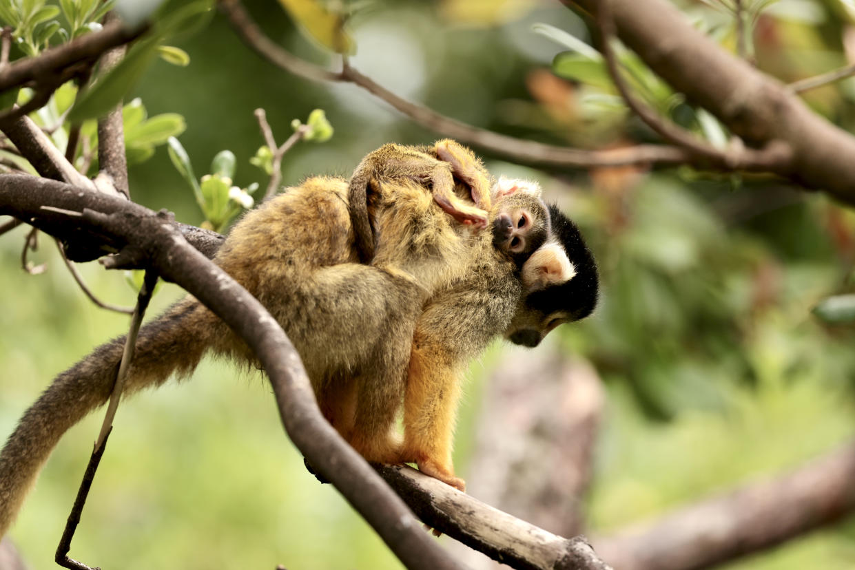 One of the mother and baby squirrel monkey pairs at ZSL London Zoo (Sheila Smith/ZSL London Zoo/PA)