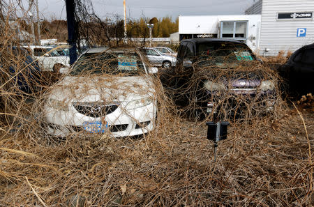 Abandoned cars are covered by weeds in Okuma town, near Tokyo Electric Power Co's (TEPCO) tsunami-crippled Fukushima Daiichi nuclear power plant, Fukushima prefecture, Japan February 20, 2019. Picture taken February 20, 2019. REUTERS/Issei Kato