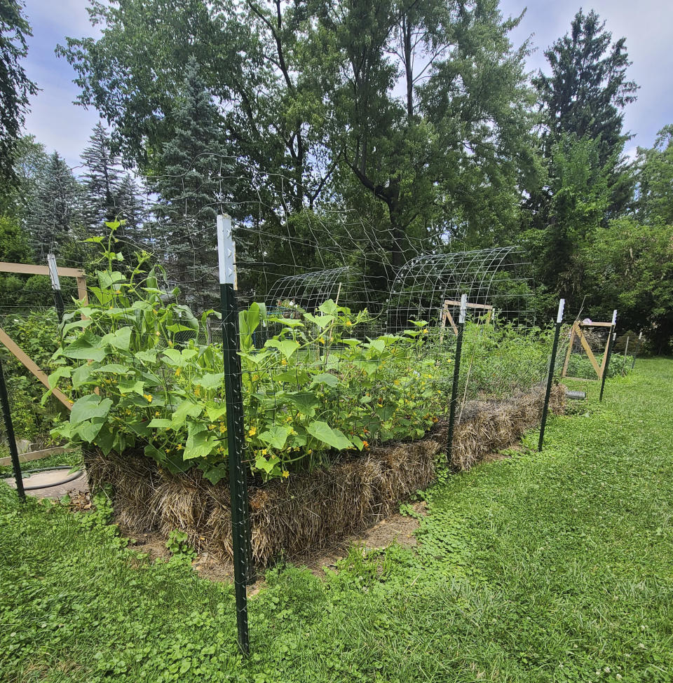 This July 2023 image provided by Adrienne Reeves shows a variety of crops growing in staw bales in a garden in Livonia, Mich. (Adrienne Reeves via AP)