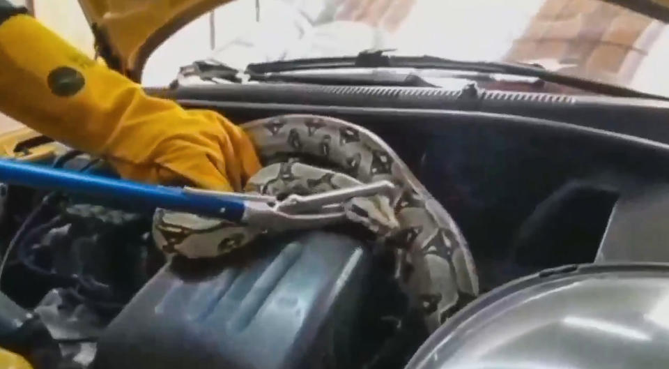 A boa constrictor was removed by police from the engine of a taxi. Source: Newsflash/Australscope