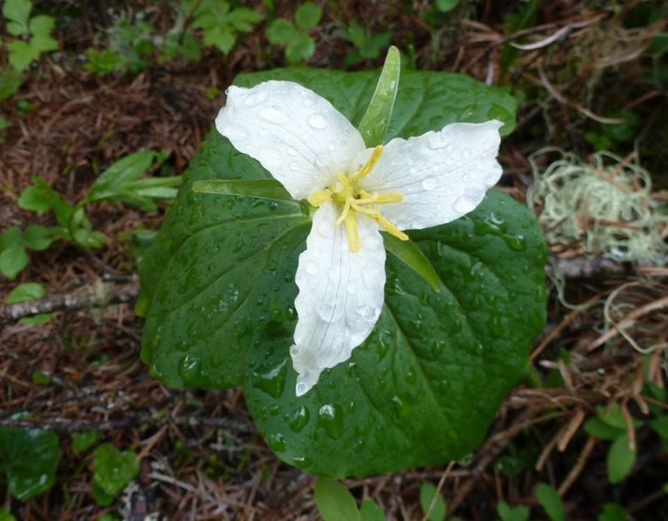 Trillium is one of the earliest wildflowers in the high country, sometimes appearing right after the snow melts. 