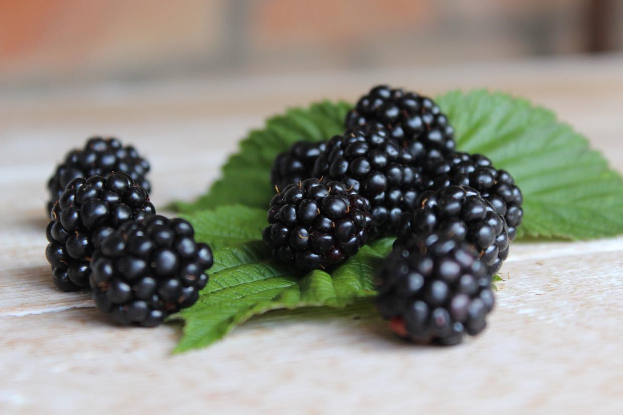 Fruits of blackberry on wooden boards. Agriculture. Harvest