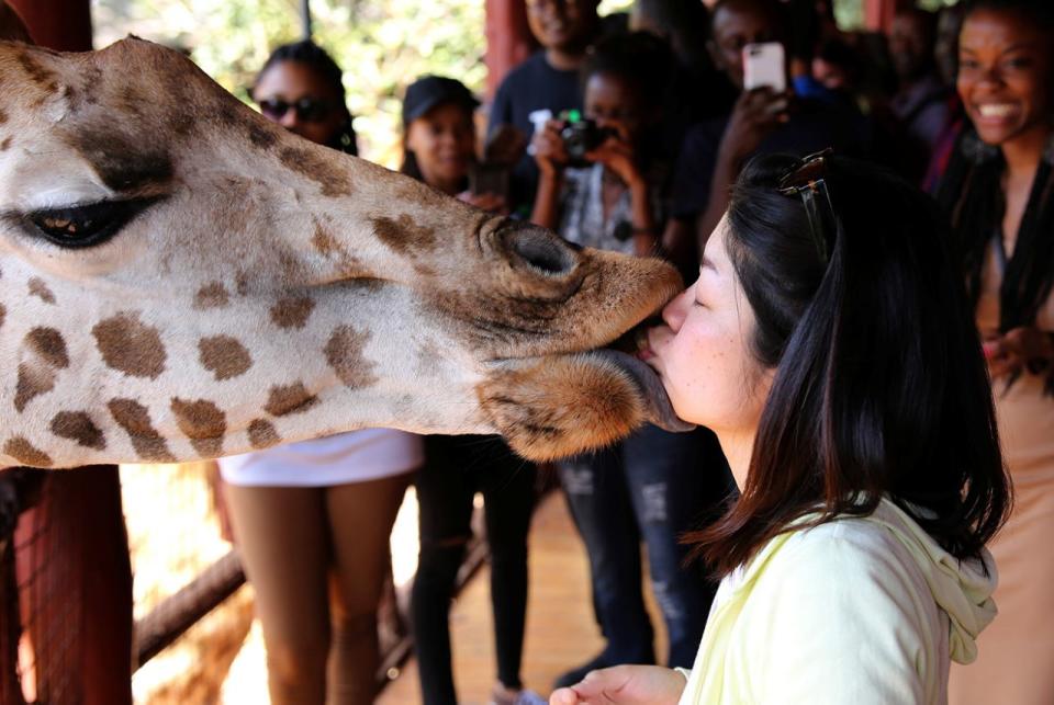 <p>Eine Besucherin füttert im Giraffenzentrum im kenianischen Nairobi eine Giraffe. (Bild: Goran Tomasevic/Reuters) </p>