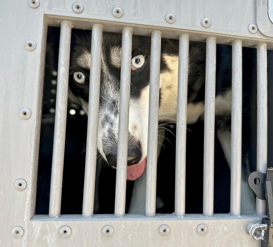 This husky was rescued by Husky Halfway House in Eufaula. H3's founder Jenni Dietsch says that Wagmor Pets, a celebrity-endorsed dog rescue based in California, has been raising funds by claiming it rescued huskies that Dietsch had already paid to rescue and transport to Oklahoma.