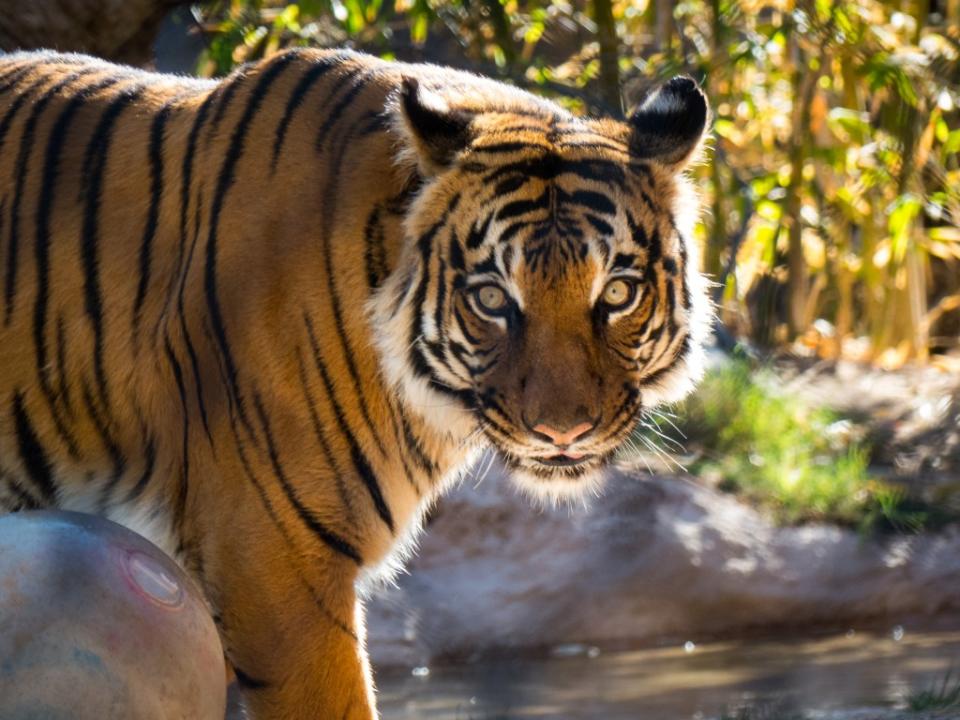 Tiger at Reid Park Zoo looking in camera via Getty Images