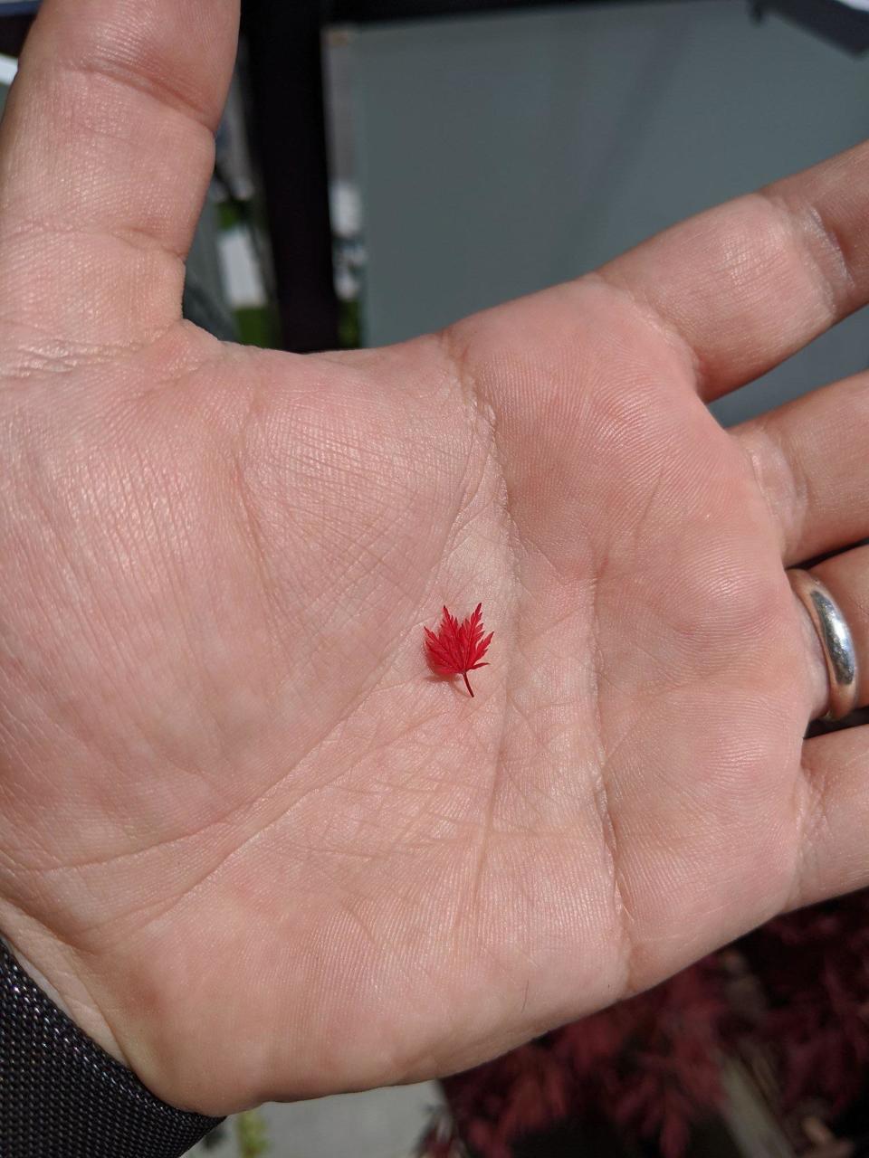 A tiny red leaf rests in the center of a person's open palm