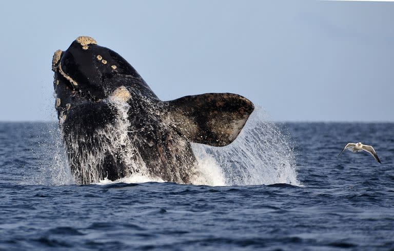 Rodocrosita, una ballena franca austral monitoreada satelitalmente, sigue regresando a Península Valdés desde hace 50 años