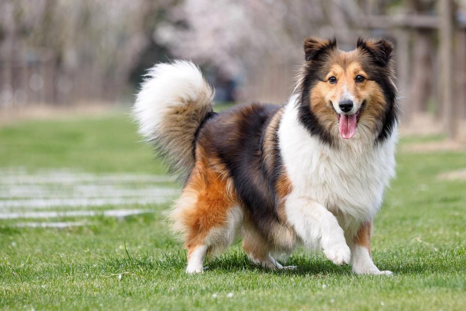 shetland sheepdog or sheltie running in park