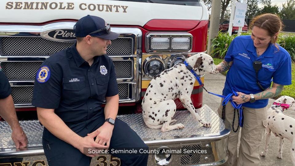 The day after Seminole County Animal Services posted photos of Seminole County firefighters with a pair of adoptable Dalmatians, the dogs found their forever home.