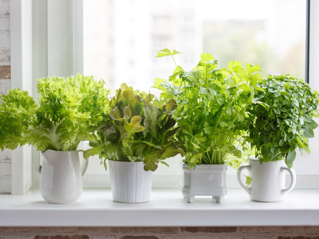 Fresh aromatic culinary herbs in white pots on windowsill. Lettuce, leaf celery and small leaved basil. Kitchen garden of herbs.