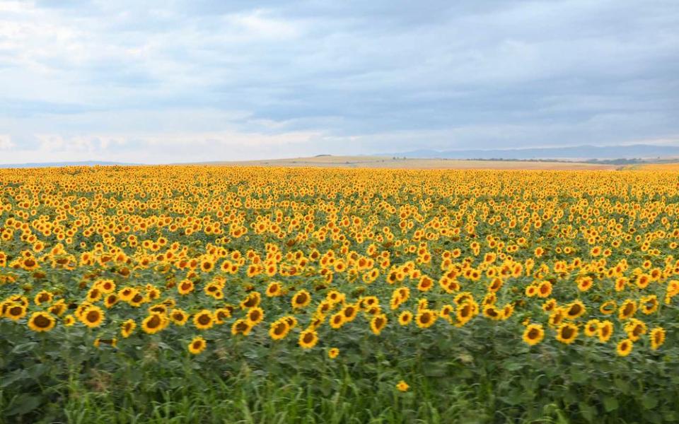 Sunflowers in Bulgaria, as seen from the train. | Katherine Wolkoff