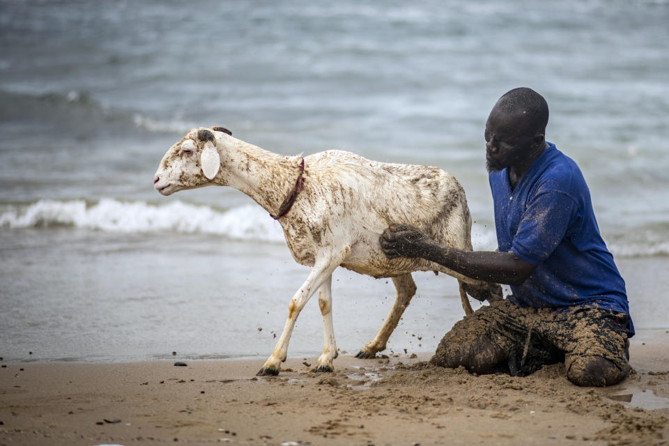 A man washes a sheep with sand and seawater on the beach before it is offered for sale for the upcoming Islamic holiday of Eid al-Adha, on the beach in Dakar, Senegal Thursday, July 30, 2020. Even in the best of times, many Muslims in West Africa scramble to afford a sheep to slaughter on the Eid al-Adha holiday, a display of faith that often costs as much as a month's income, and now the coronavirus is wreaking havoc on people's budgets putting an important religious tradition beyond financial reach. (AP Photo/Sylvain Cherkaoui)