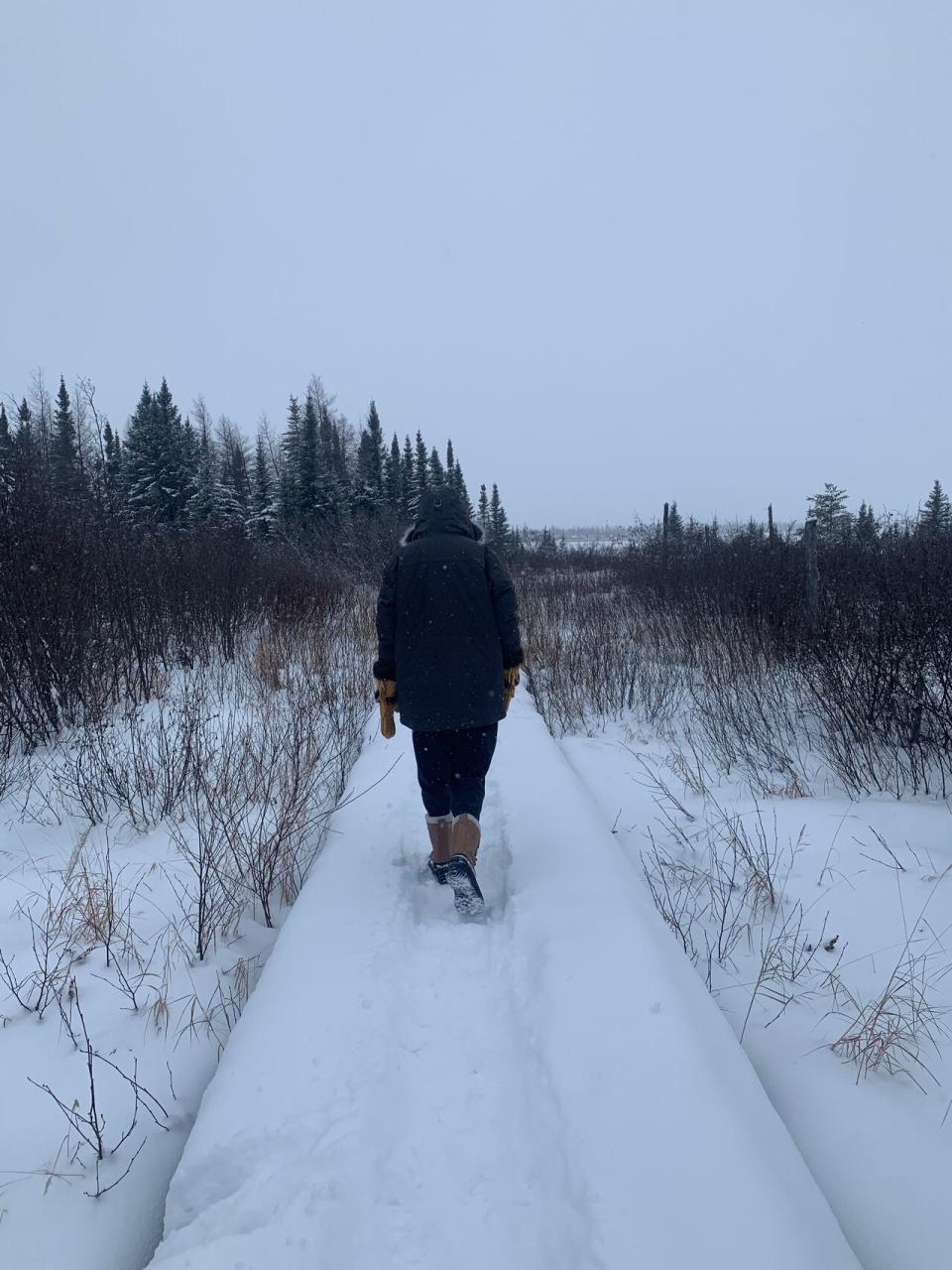 Rory Henry-Felstead walking along Nemaska boardwalk, harvesting material to use in the experiments. 