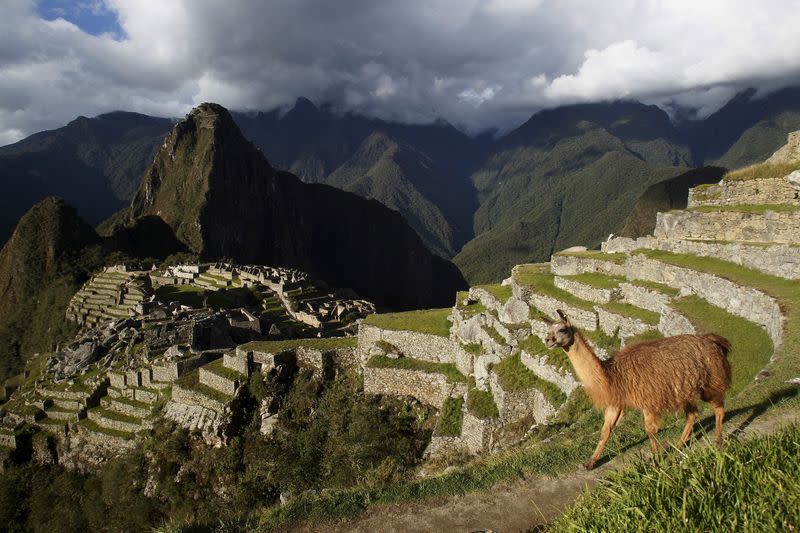FOTO DE ARCHIVO: Llama cerca de la ciudadela inca de Machu Picchu, en Cusco