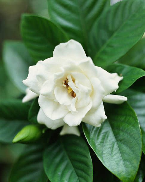 best white flowers gardenia