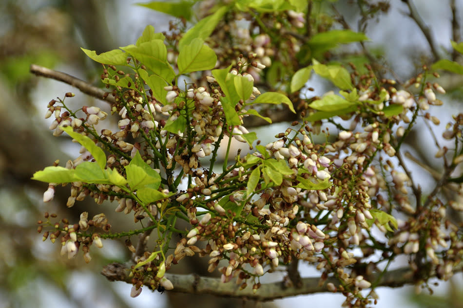 The Pongam Tree (Pongamia glabra), also called the Indian Beech tree is a one stop pharmacy. The small, fragrant flowers are in bloom from January to March and are rich in nutrients and are used as compost. The bark is used to make twine and the fruits, sprouts, seeds are used in traditional remedies. Juices and oil from the plant are antiseptic and resistant to pests. Oil made from the seeds, known as 'honge oil', has been used as lamp oil, in soap making, and as a lubricant for thousands of years. The canopy is dense and the tree has historically been planted on roadsides for shade. The tree is a sight to behold, with a beautiful shade of green, when it sports a first flush of leaves. It is locally known as the 'Honge Mara' and attracts several butterflies like the Common Crow and Blue Tiger.