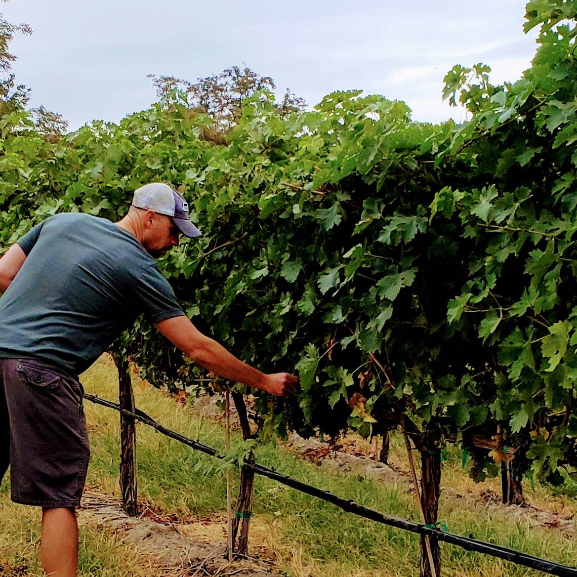 Ben Hoppe, son of winemaker Eric Hoppe, checks vines at Heron Bluff Vineyard & Winery near Benton City.