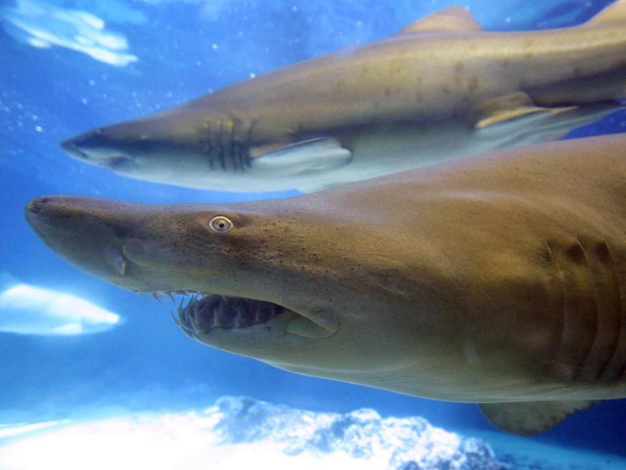 The spiky scales of sharks hold clues about the origin of teeth: Mario Tama/Getty Images