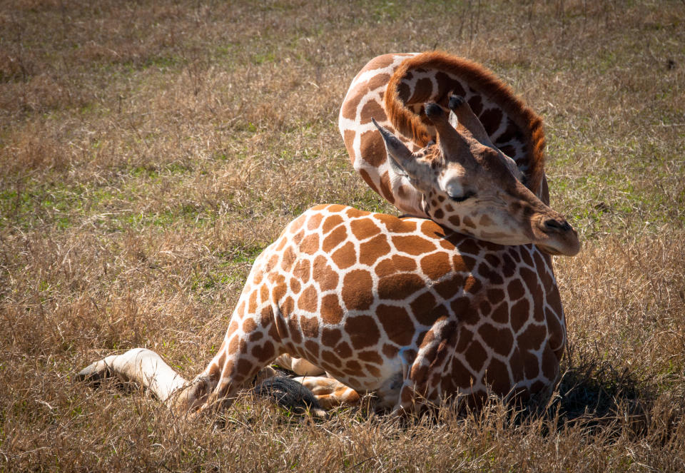 its neck is twisted to rest on its butt