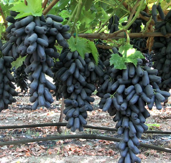 Moon Drop grapes growing on vine