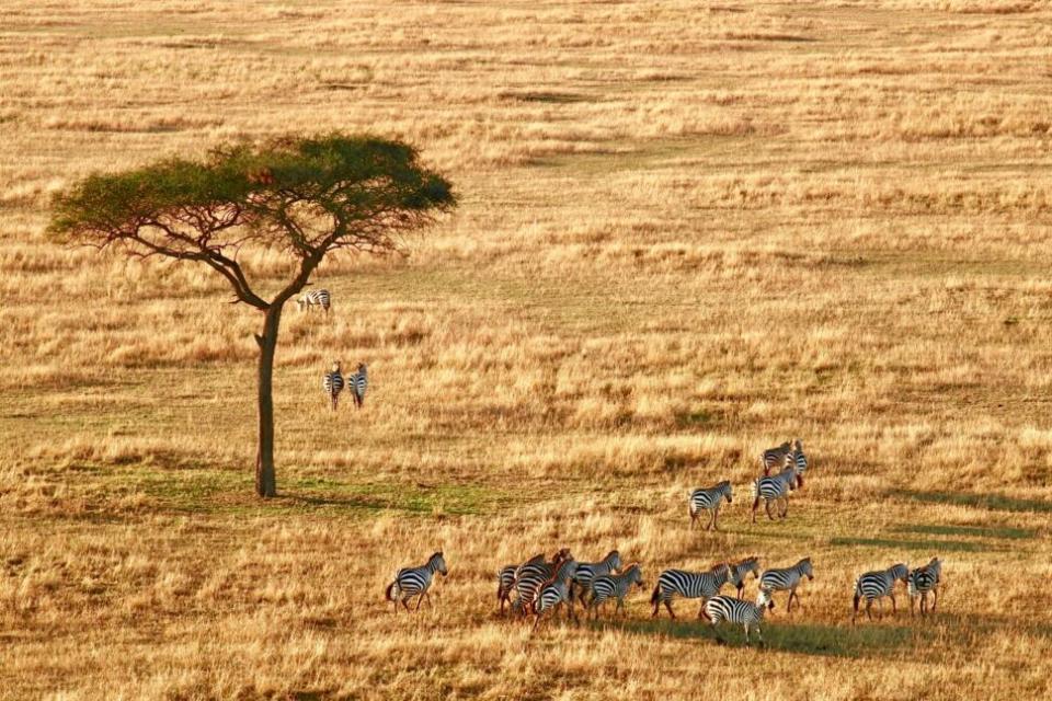 Zebras in Serengeti National Park