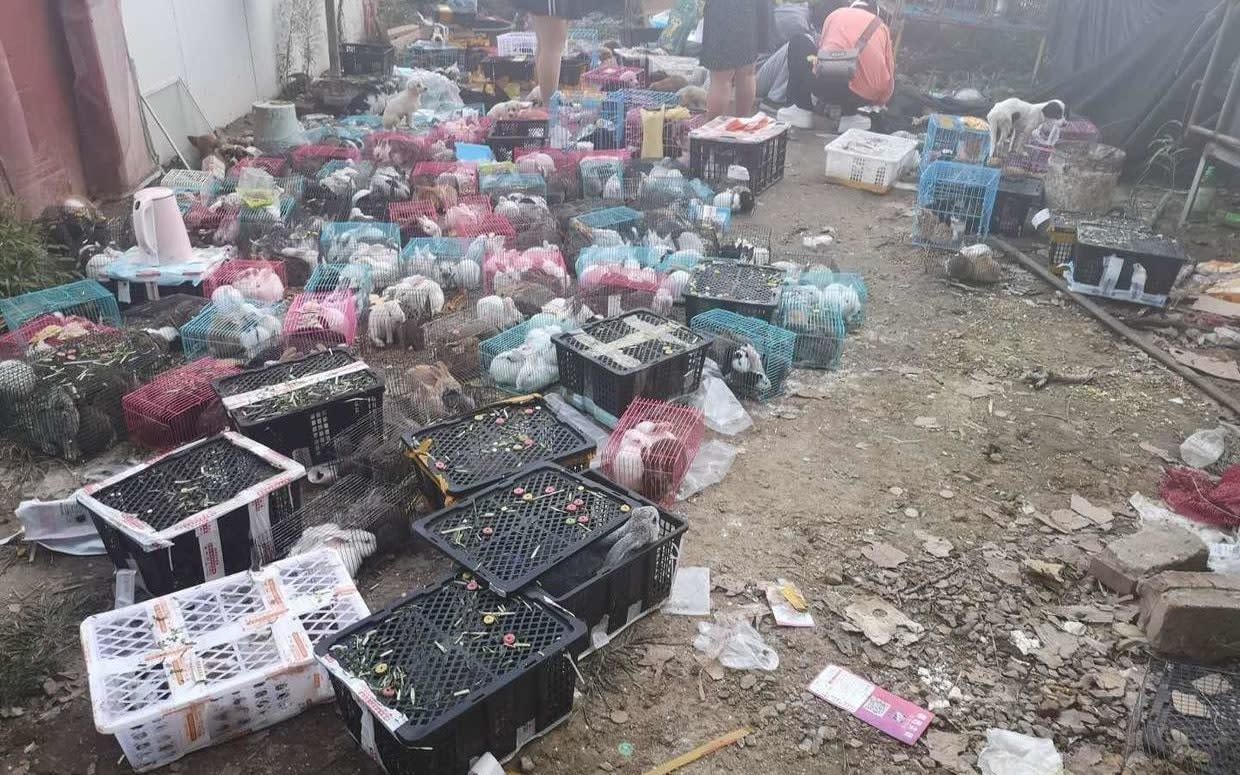 Dozens of pets, mostly rabbits, saved by the animal rescue organization Utopia are seen in Dameng village, in Henan, China - Utopia