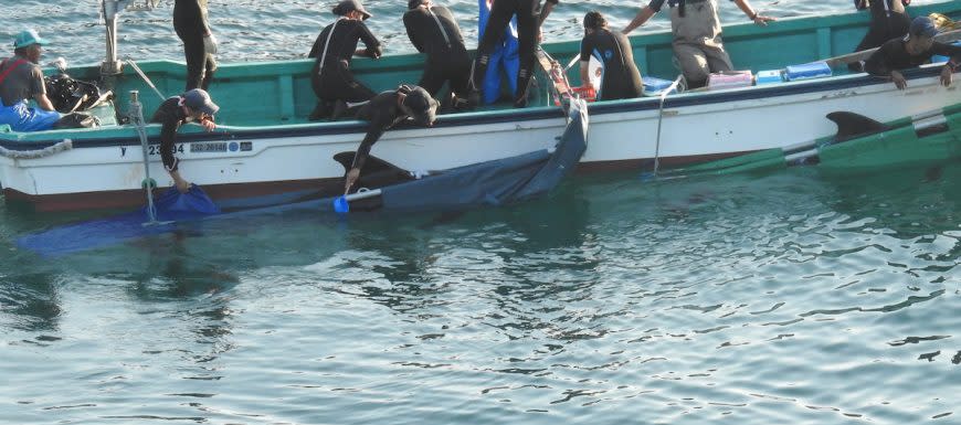 A pilot whale is taken into captivity (Picture: Dolphin Project)