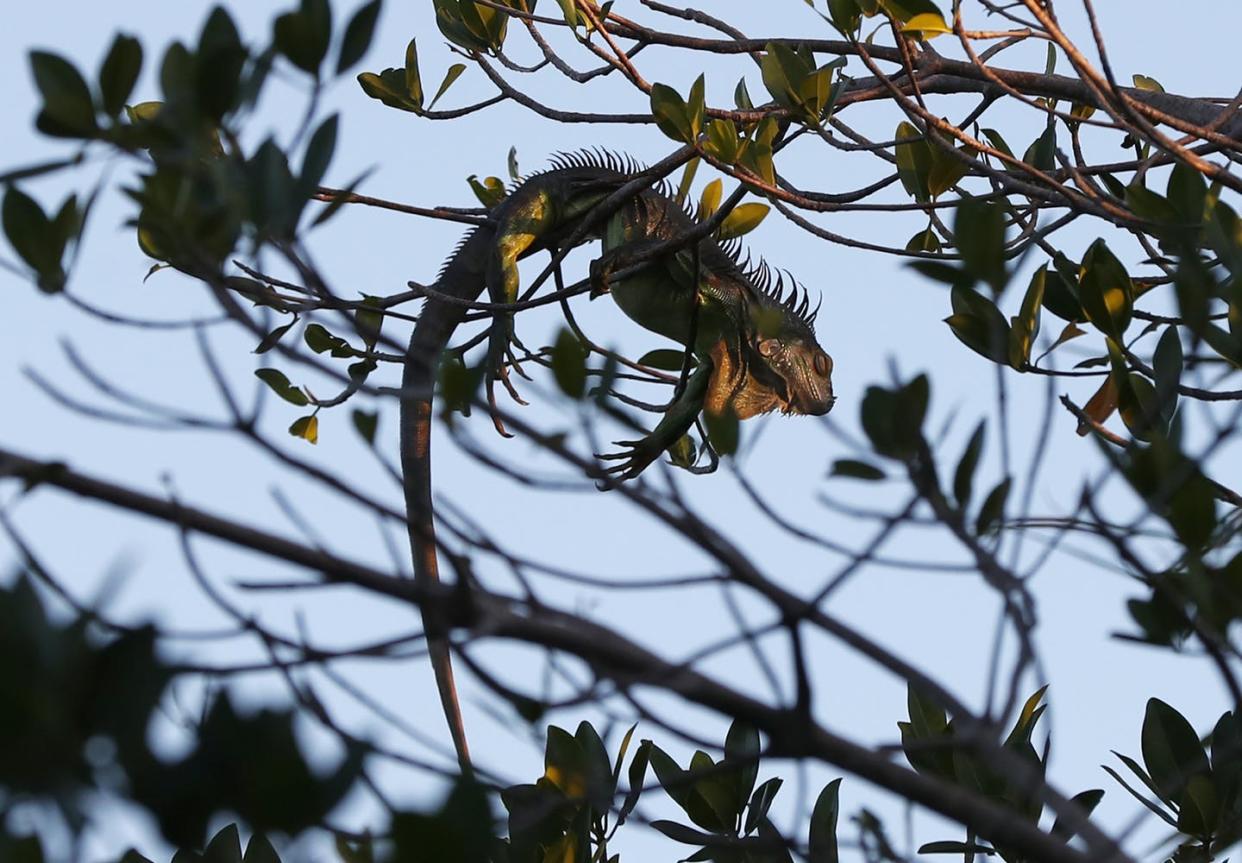 <span class="caption">Beware cold-stunned 'chicken of the trees.'</span> <span class="attribution"><a class="link " href="http://www.apimages.com/metadata/Index/Falling-Iguanas/1c9c5a58f8f24f6cb0a28552f256aa94/4/0" rel="nofollow noopener" target="_blank" data-ylk="slk:AP Photo/Wilfredo Lee;elm:context_link;itc:0;sec:content-canvas">AP Photo/Wilfredo Lee</a></span>