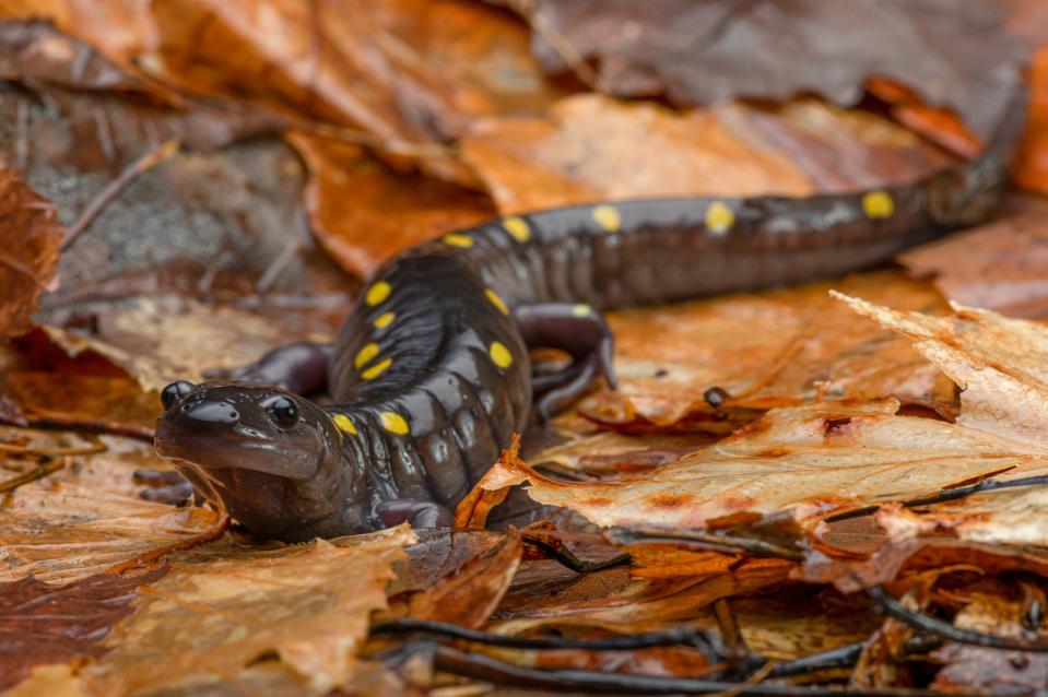 A migrating spotted salamander.