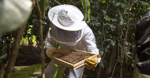 Abejas, el termómetro del planeta