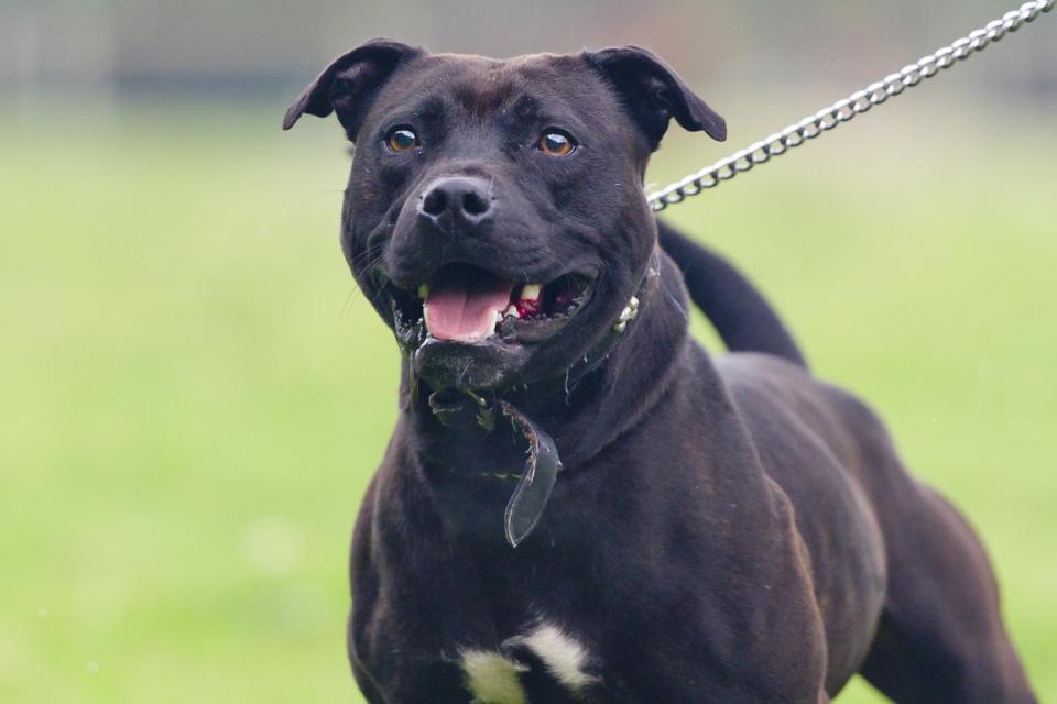 Dog attack: A man died after being attacked by his Staffordshire bull terrier (file image)