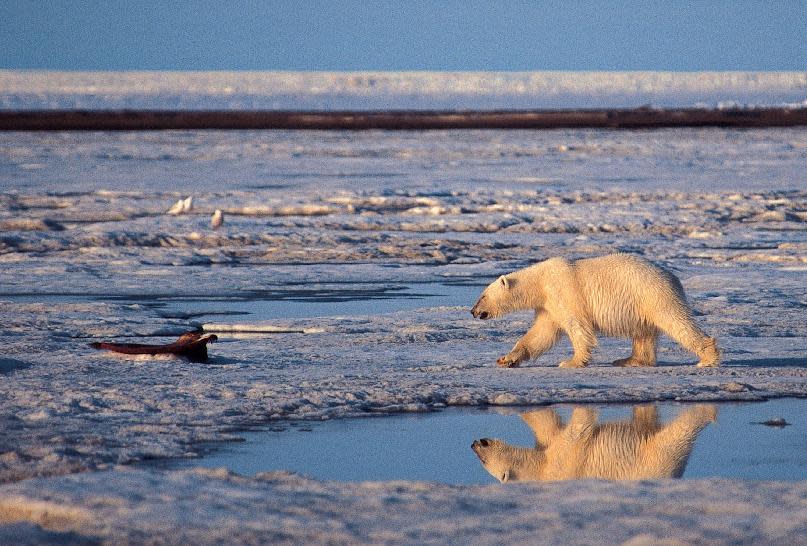 FILE - In this undated handout photo of a polar bear taken in the Arctic National Wildlife Refuge. More than two-thirds of the world's polar bears will be killed off by 2050 - the species completely gone from Alaska - because of thinning sea ice from global warming in the Arctic, government scientists forecast Friday. (AP Photo/Subhankar Banerjee, File)