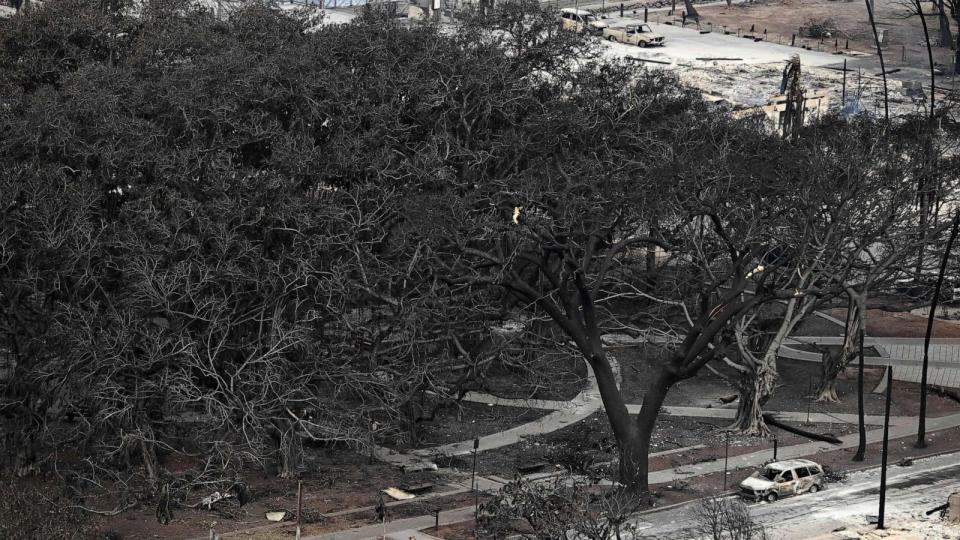 PHOTO: The historic Banyan tree surrounded by burned cars in Lahaina in the aftermath of wildfires in western Maui, Hawaii, Aug. 10, 2023. (Patrick T. Fallon/AFP via Getty Images)