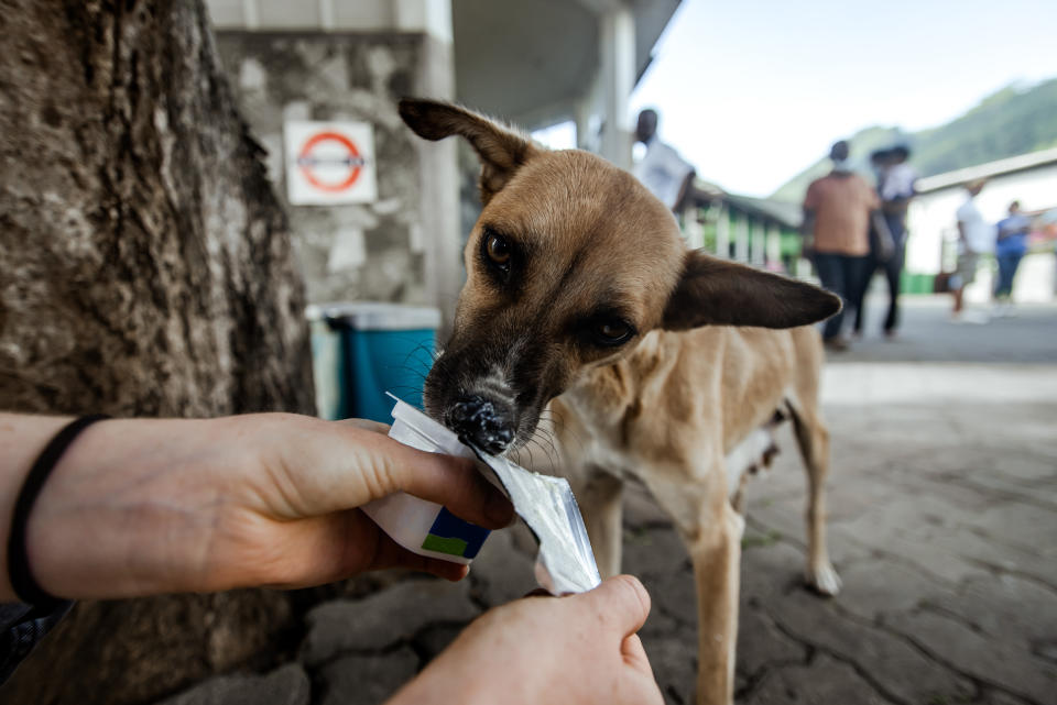 餵食流浪狗後，記得清理食物垃圾和浪浪排遺，才不會造成環境問題。示意圖來源：Getty Images