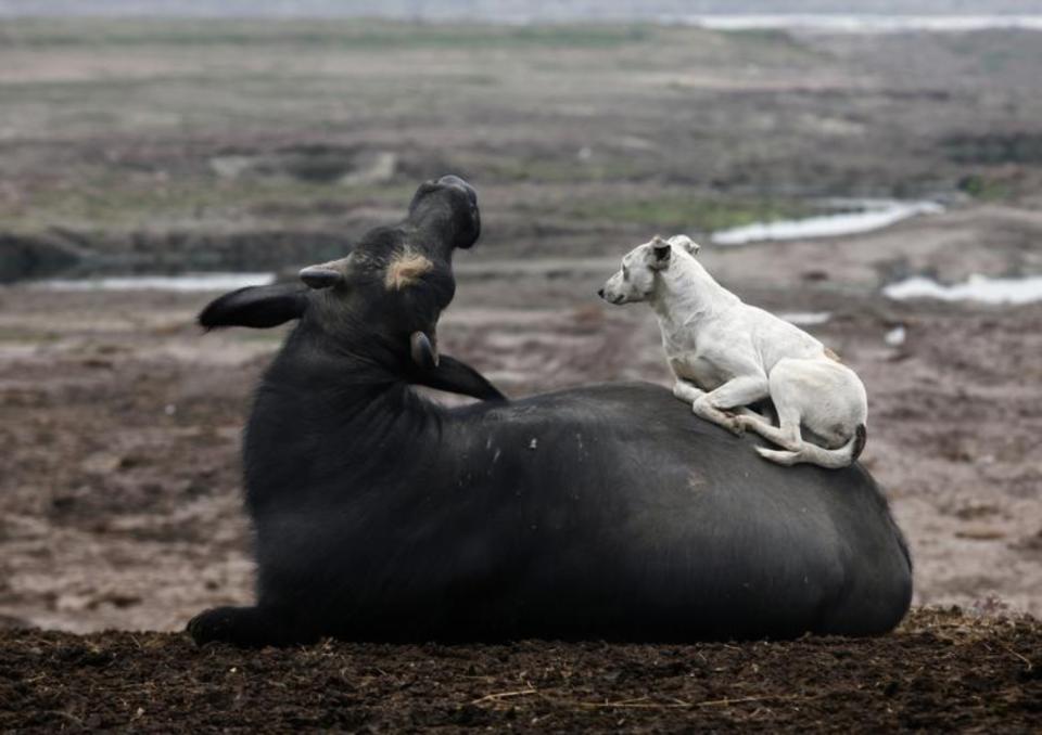 Perro y búfalo