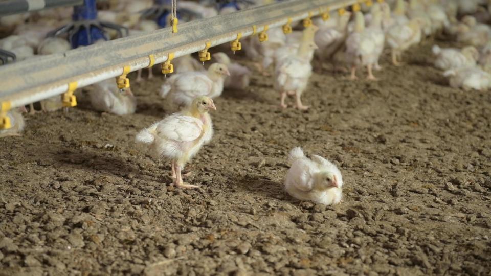 Chickens walk around Perdue Farms poultry house.