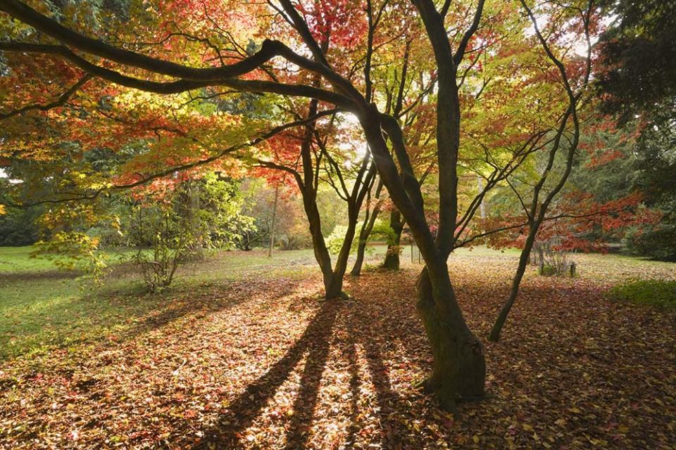 韋斯頓伯特植物園（Image Source : Getty Creative）