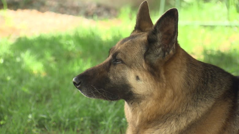 Frank Sapach and his dog walk across Canada to help abused pets