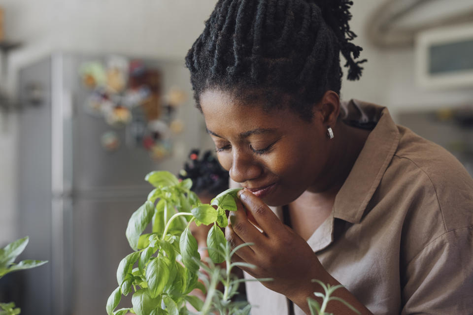 Basilic, coriandre, menthe, persil, ciboulette... pour que les herbes aromatiques gardent leurs saveurs, il est indispensable de les conserver correctement. (Photo : Getty Images)