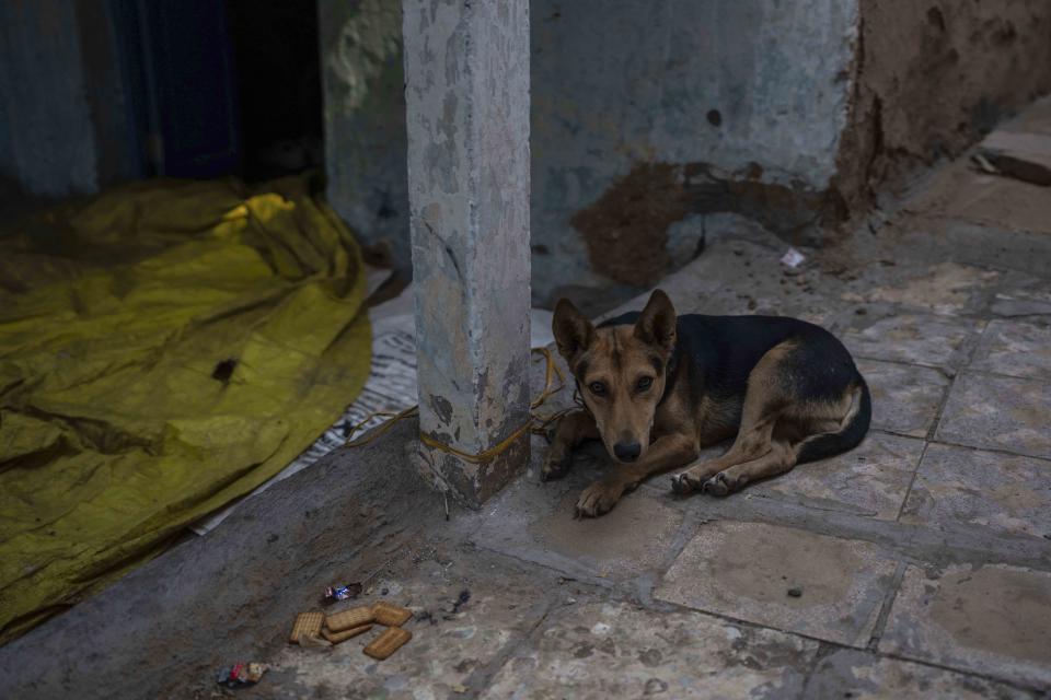 Biscuits lay uneaten next to the pet dog of Raj Baghwanji Bhai 13, who died in a bridge collapse, at his house in Morbi town of western state Gujarat, India, Tuesday, Nov. 1, 2022. The dog hasn’t been eating for the last two days, waiting for Yash to return, his uncle said. Raj and his cousin Yash Devadana, 12, were seen leaving for the bridge hand in hand on Sunday. By midnight, they were both dead, perished in the very waters they loved to swim in. (AP Photo/Rafiq Maqbool)