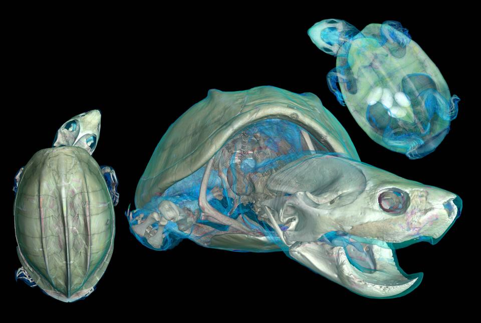 Mexican musk turtle scan